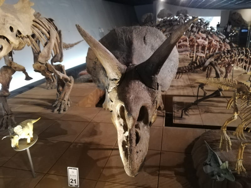 トリケラトプスの一種