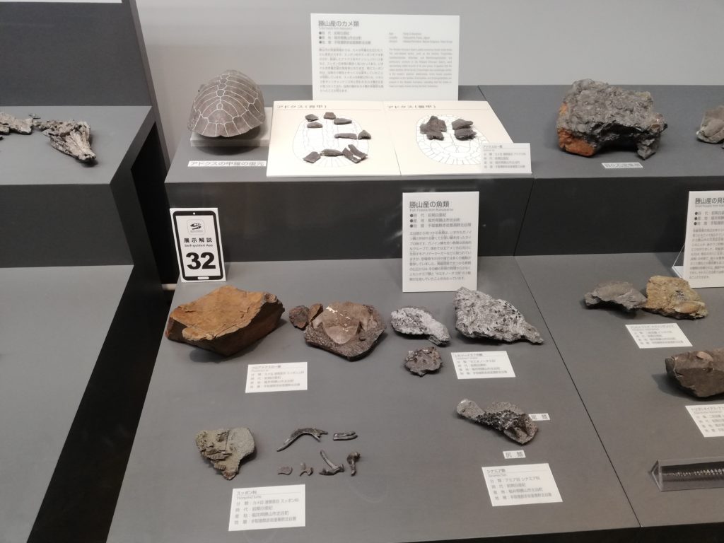 勝山産のカメ・魚