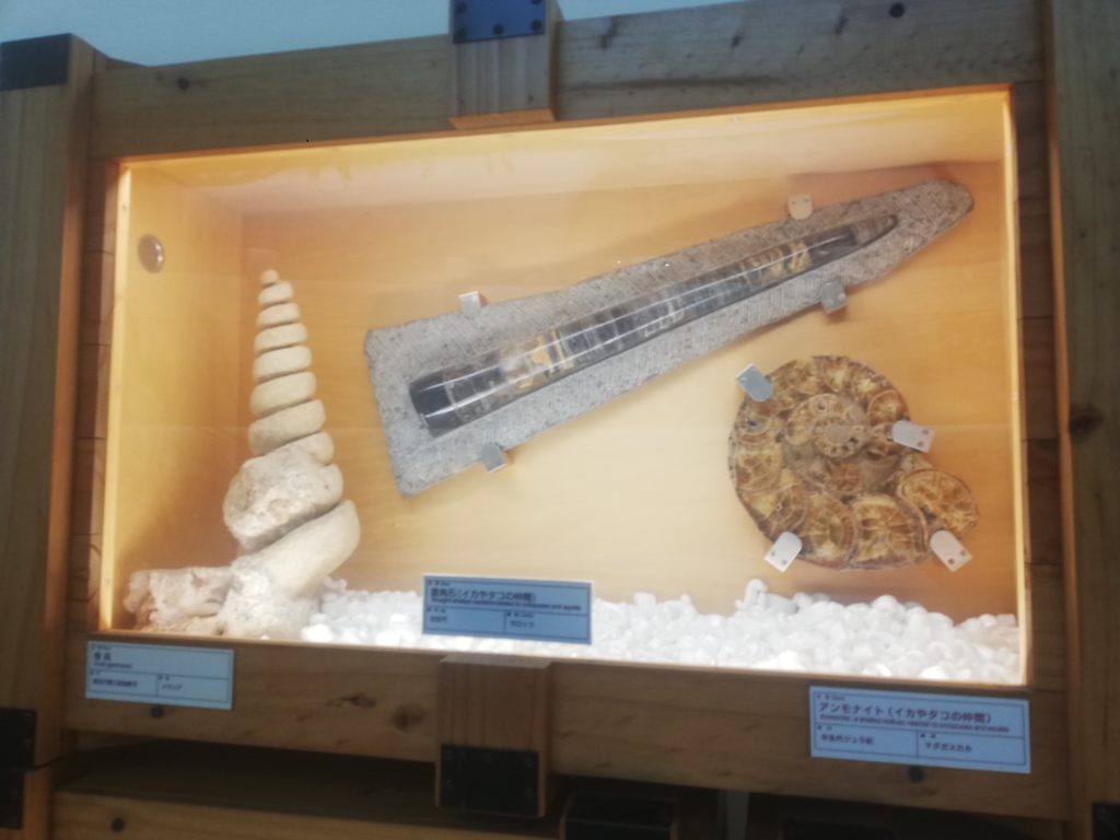 アンモナイト等