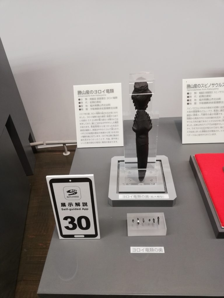 勝山産のヨロイ竜類 