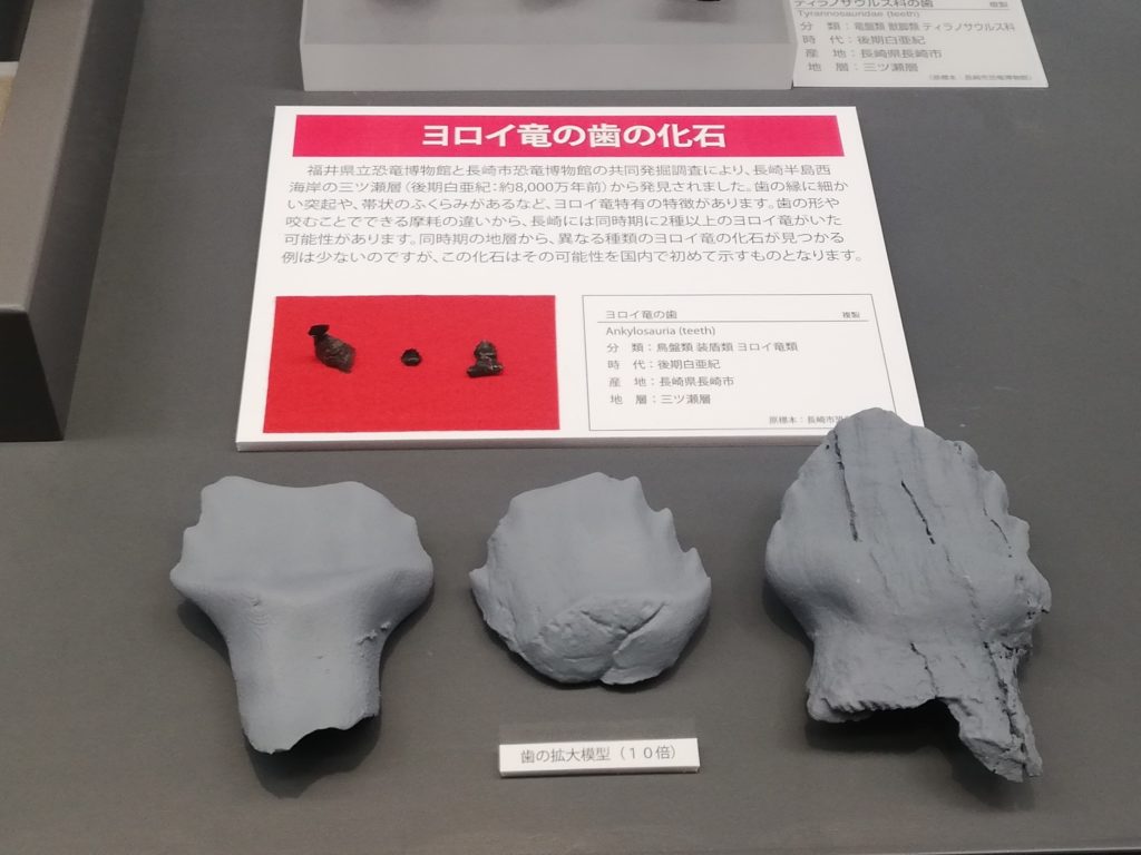 長崎県　ヨロイ竜の歯