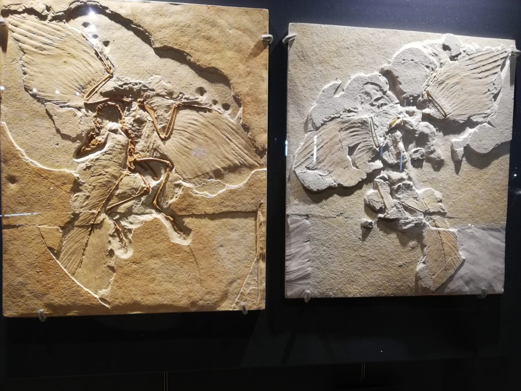 アーケオプテリクス