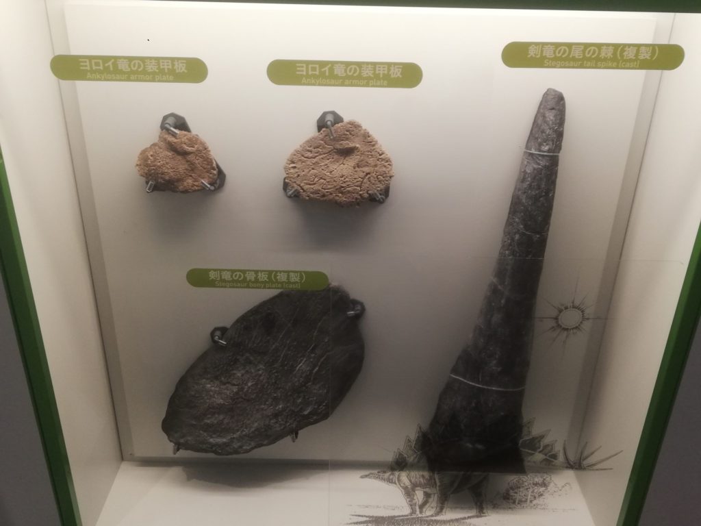 ヨロイ竜類の装甲板 /剣竜類の骨板 /ステゴサウルスのトゲ 