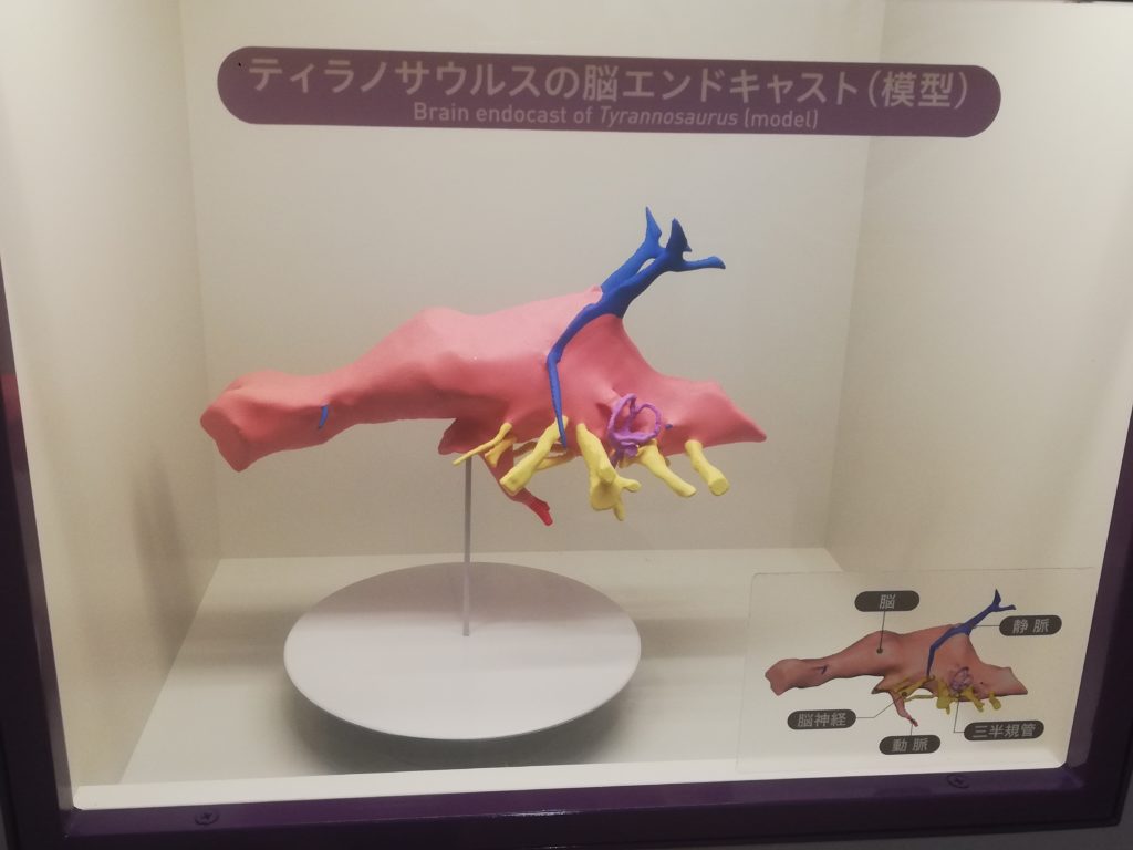 ティラノサウルスの脳のエンドキャスト