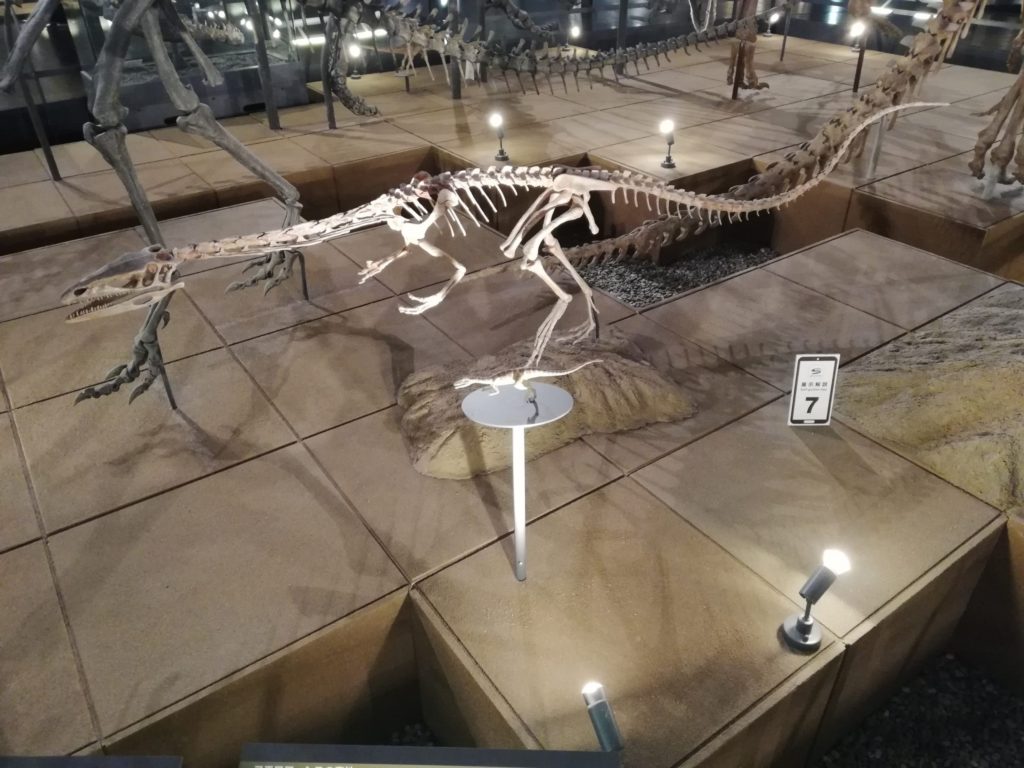 コエロフィシス