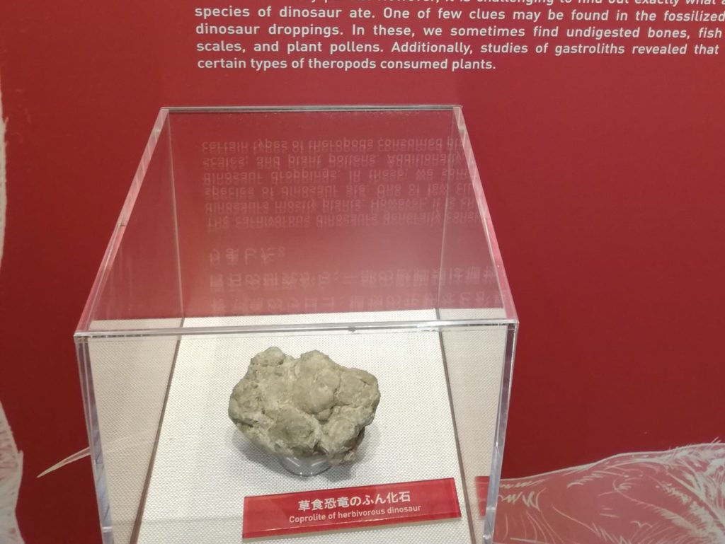 草食恐竜の糞化石