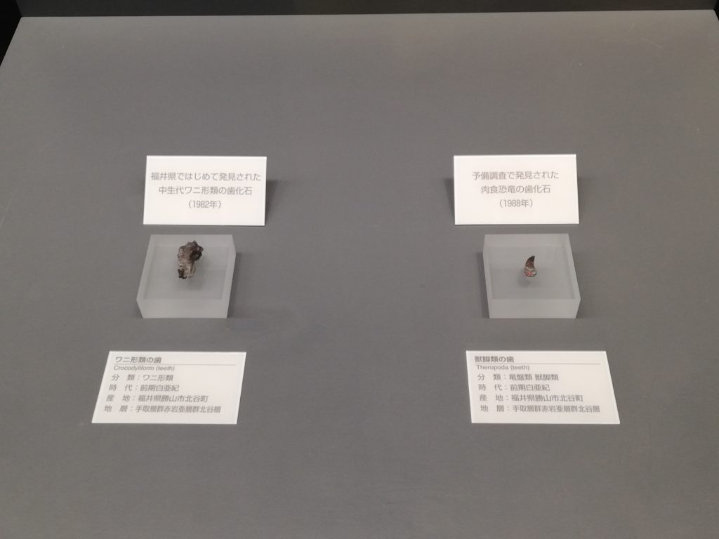 勝山産のワニと獣脚類の歯