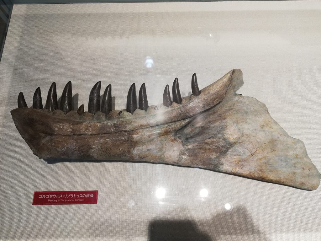 ゴルゴサウルスの歯骨 