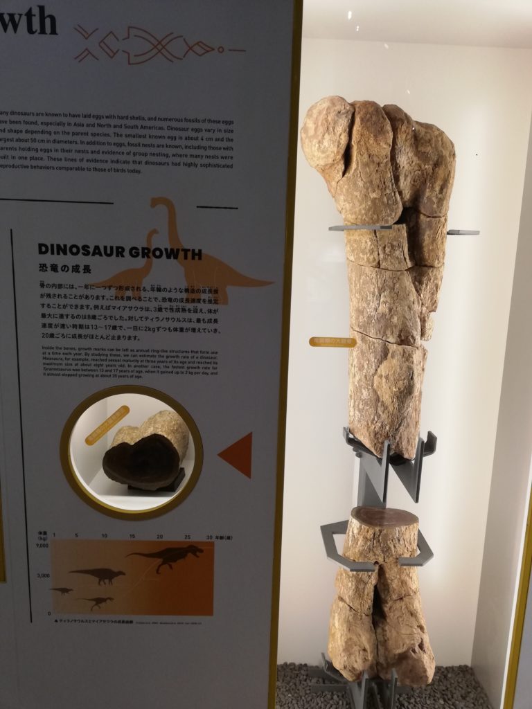 恐竜の成長