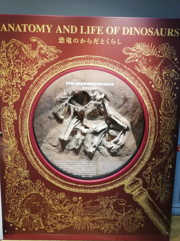 シチバチの抱卵化石 