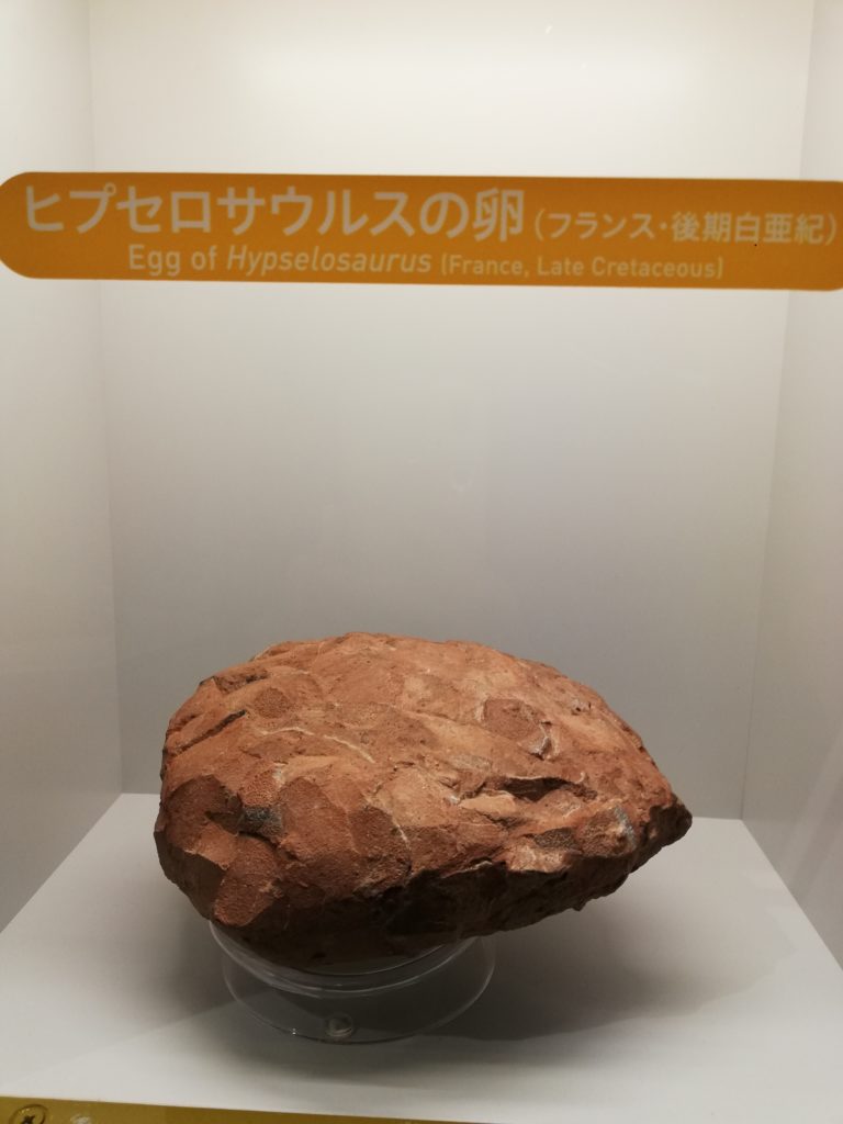 ヒプセロサウルスの卵