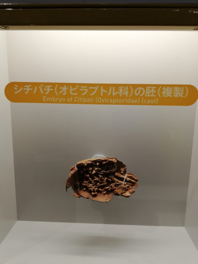 シチバチ（オビラプトル科）の胚 