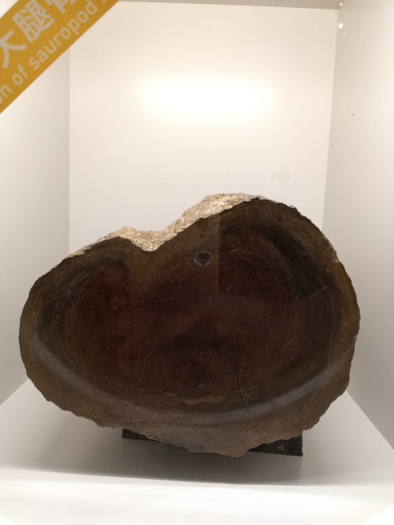 竜脚類の大腿骨