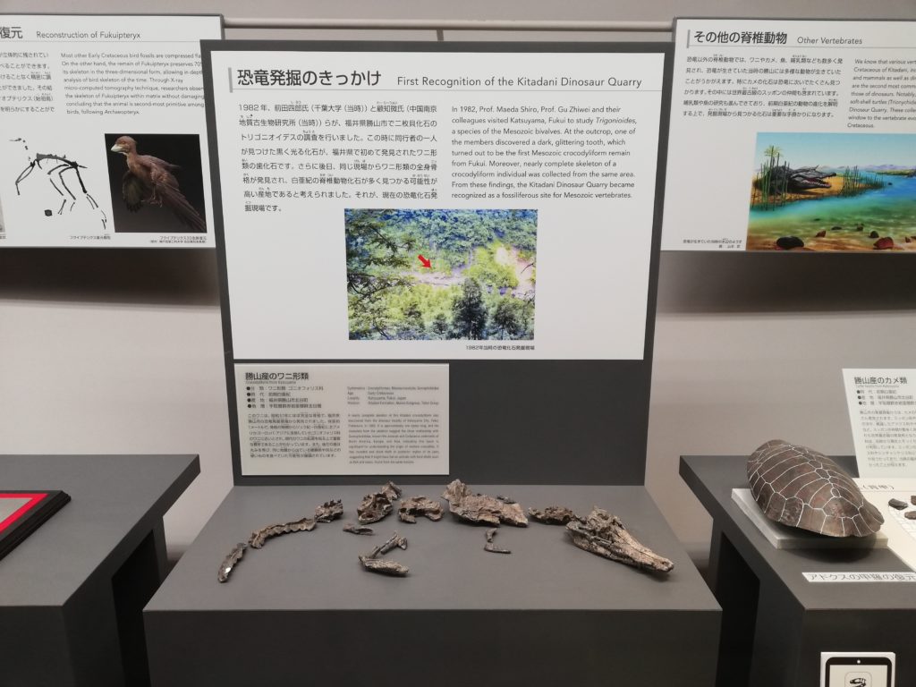 勝山産のワニと発掘のきっかけ