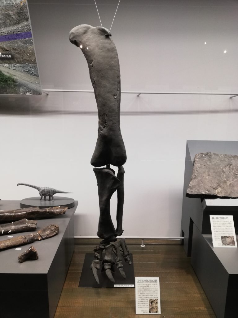 フクイティタン　左後あし