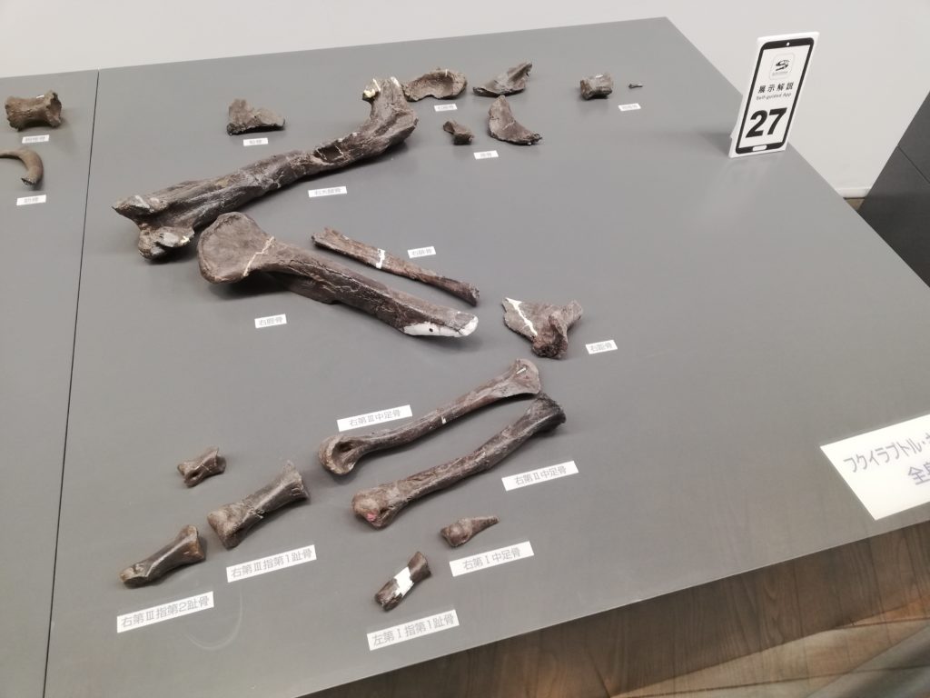 フクイラプトルの化石