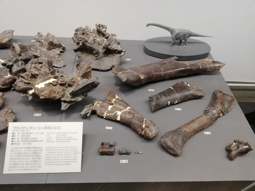 フクイティタンの化石