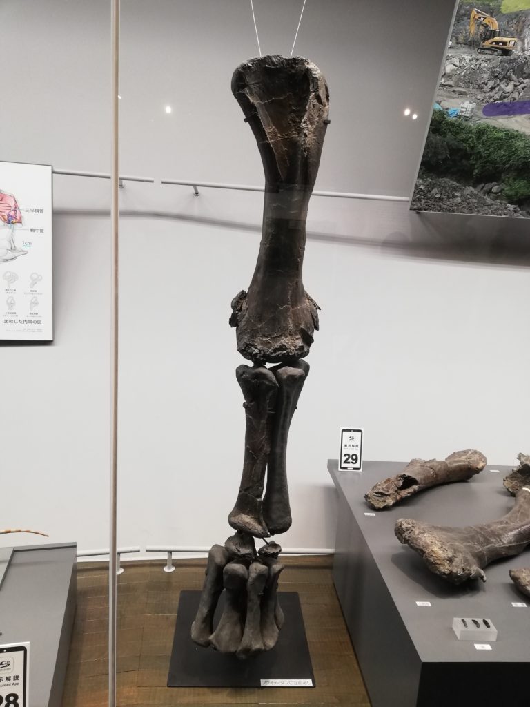 フクイティタン　左前あし