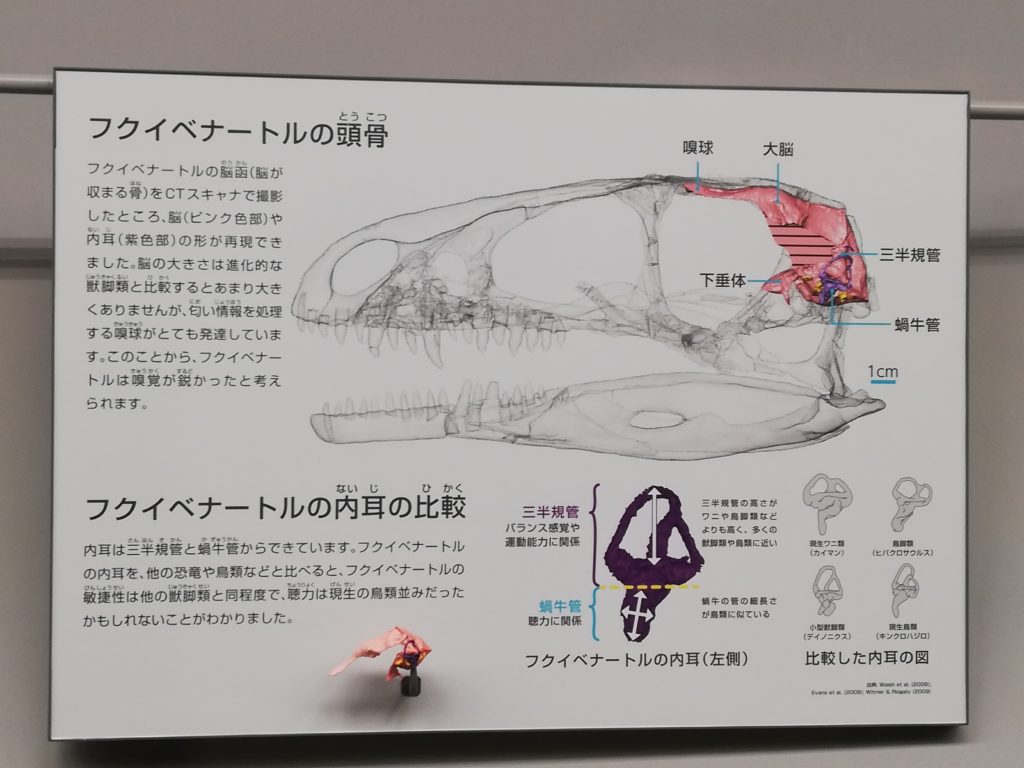 フクイベナートルCTスキャン説明