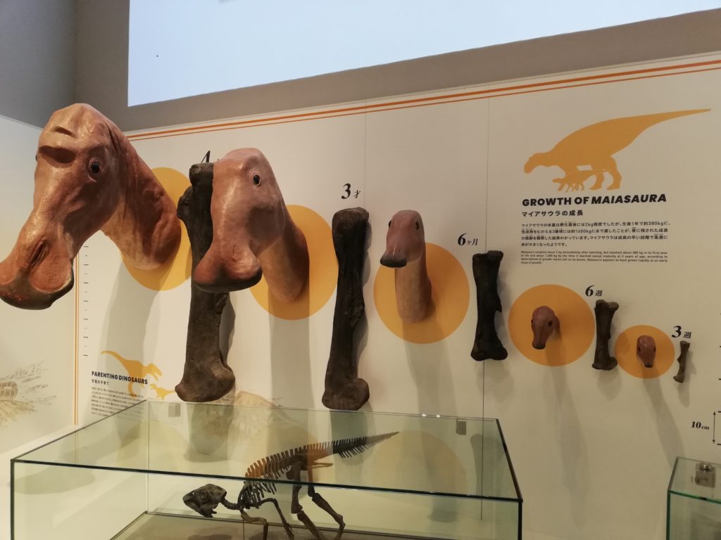 マイアサウラの成長 