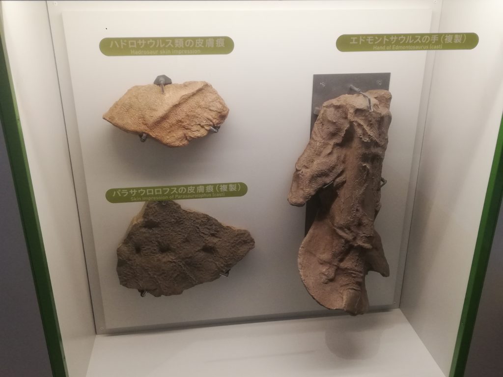 ハドロサウルス科の皮膚痕 /パラサウロロフスの皮膚痕/エドモントサウルスの手