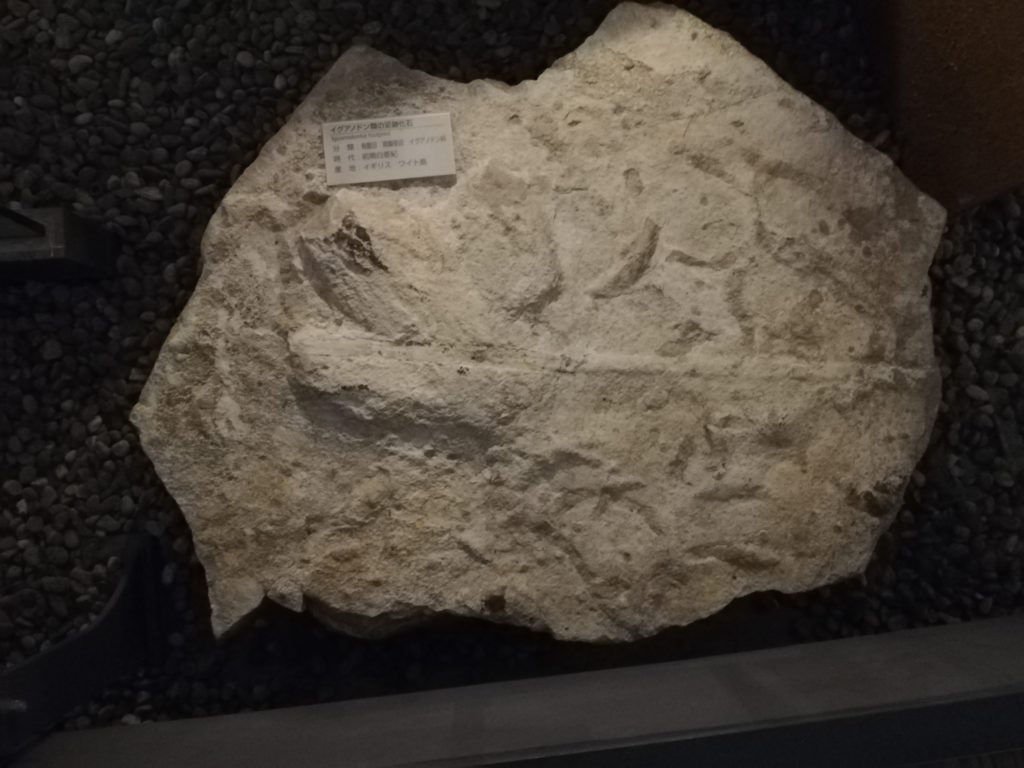 イグアノドン類の足跡化石