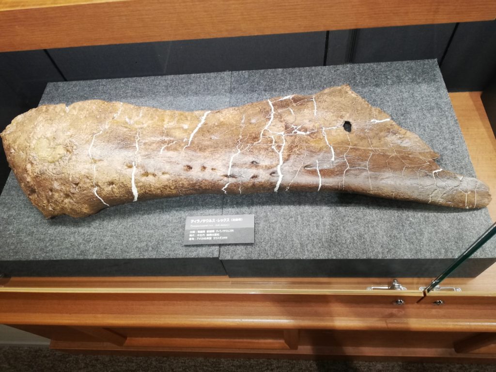 ティラノサウルス左歯骨