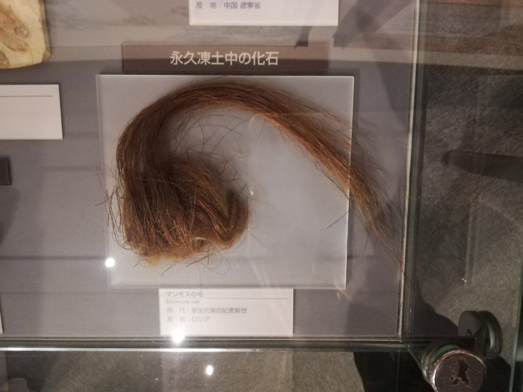 マンモスの毛