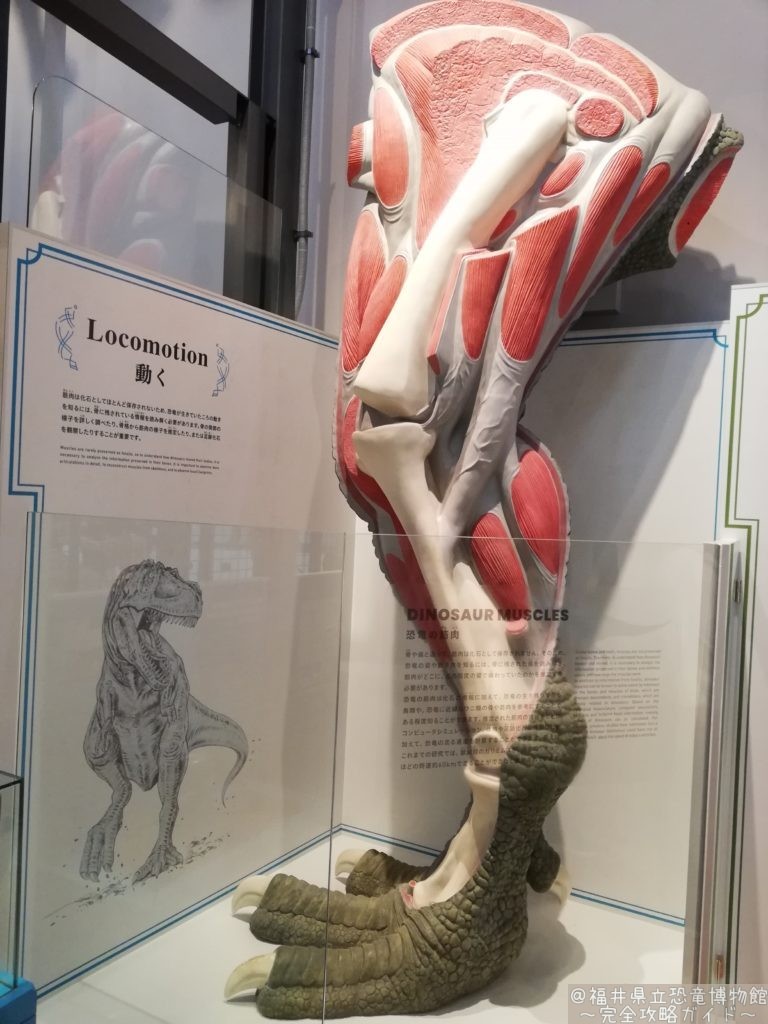 ティラノサウルスの後ろあしの模型 