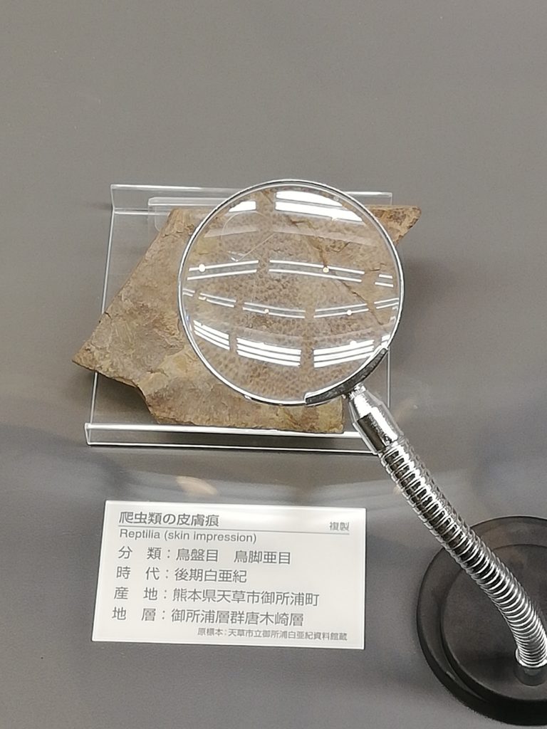 天津市　昆虫類皮膚痕