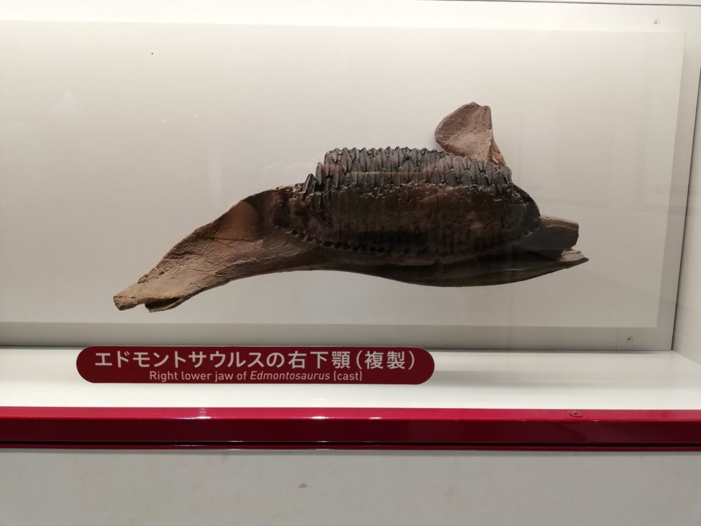 エドモントサウルスの右下あご 
