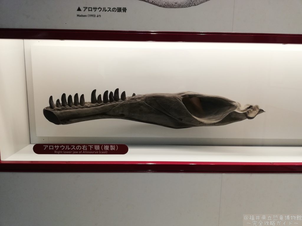 アロサウルスの右下あご 