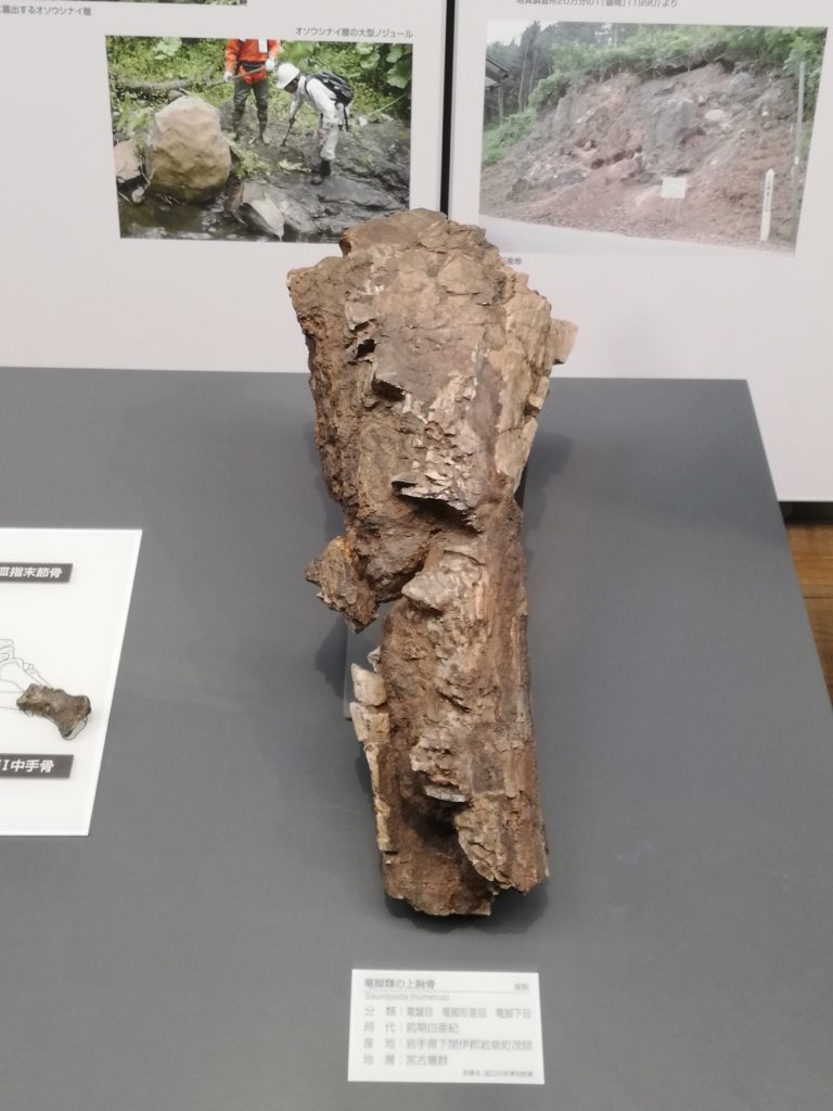 岩手県　竜脚類の上腕骨 