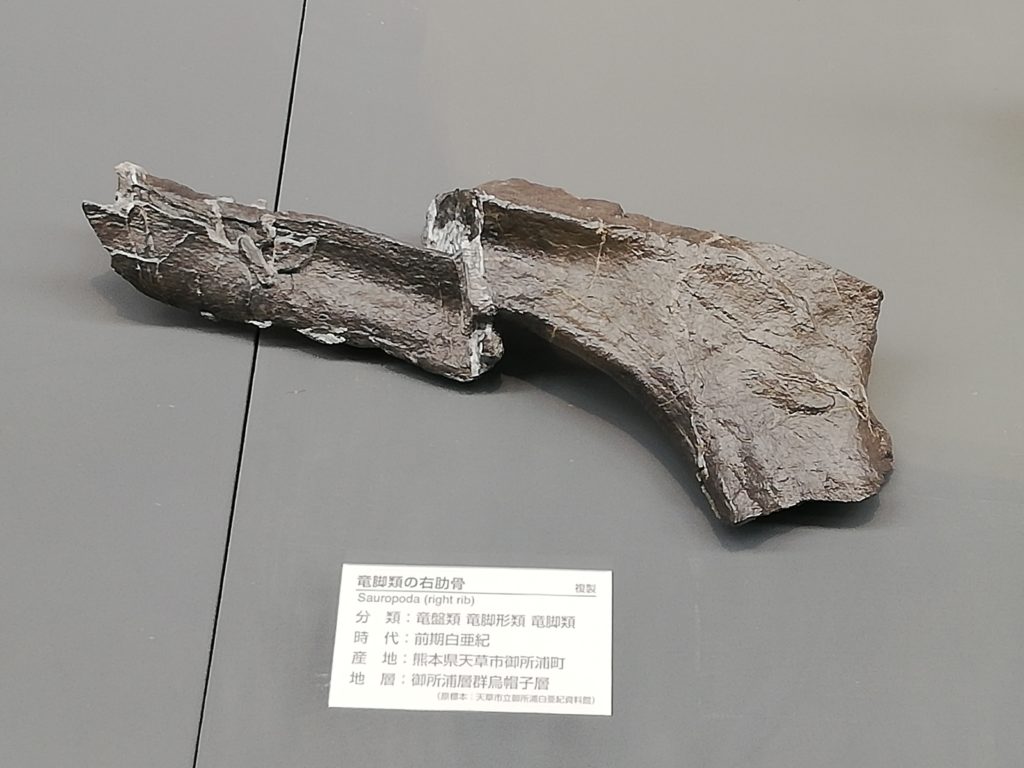 天草市　大型竜脚類の右肋骨の一部 