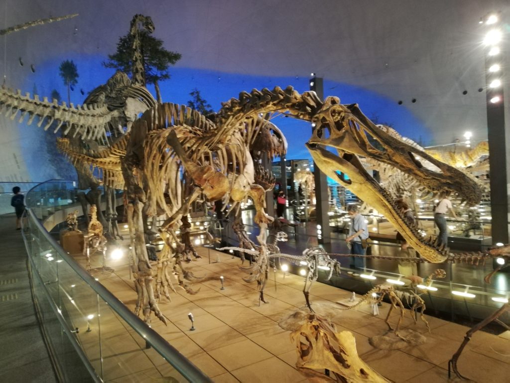 横から見たスコミムス