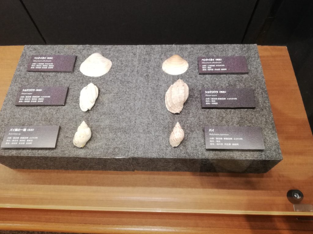 ベンケイガイ、ショクコウラ、バイ属の一種化石と現在の比較