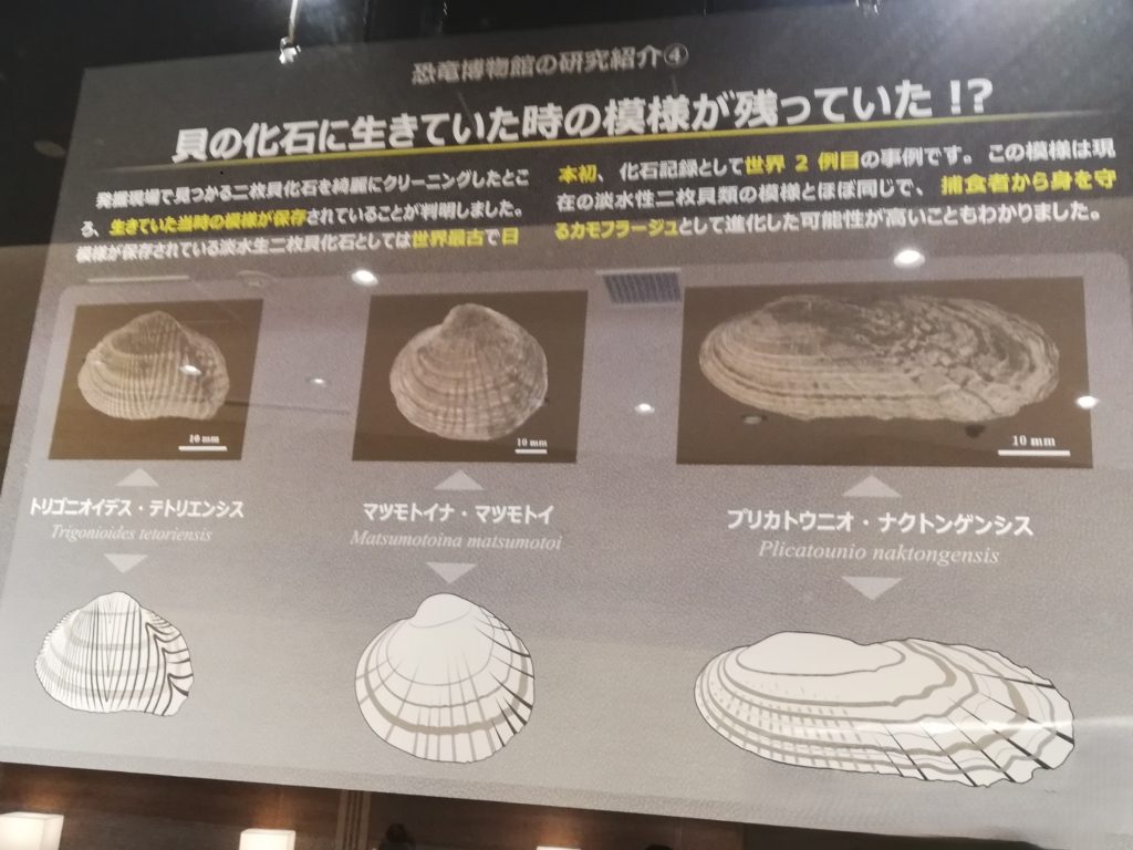 貝の化石に生きていた時の模様が残っていた