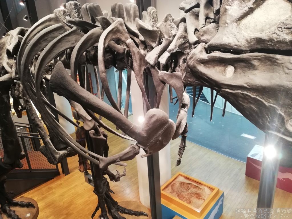 ティラノサウルスの肩骨と前あし