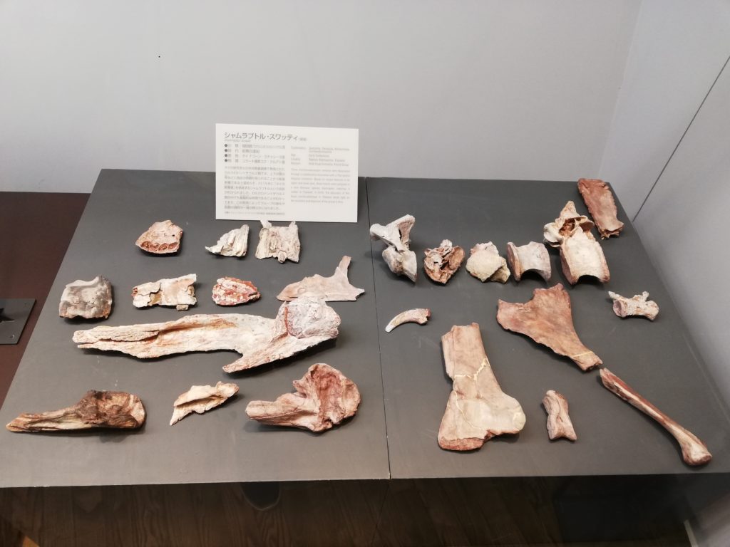 タイ　シャムラプトル 