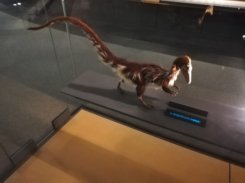 シノサウロプテリクス復元模型