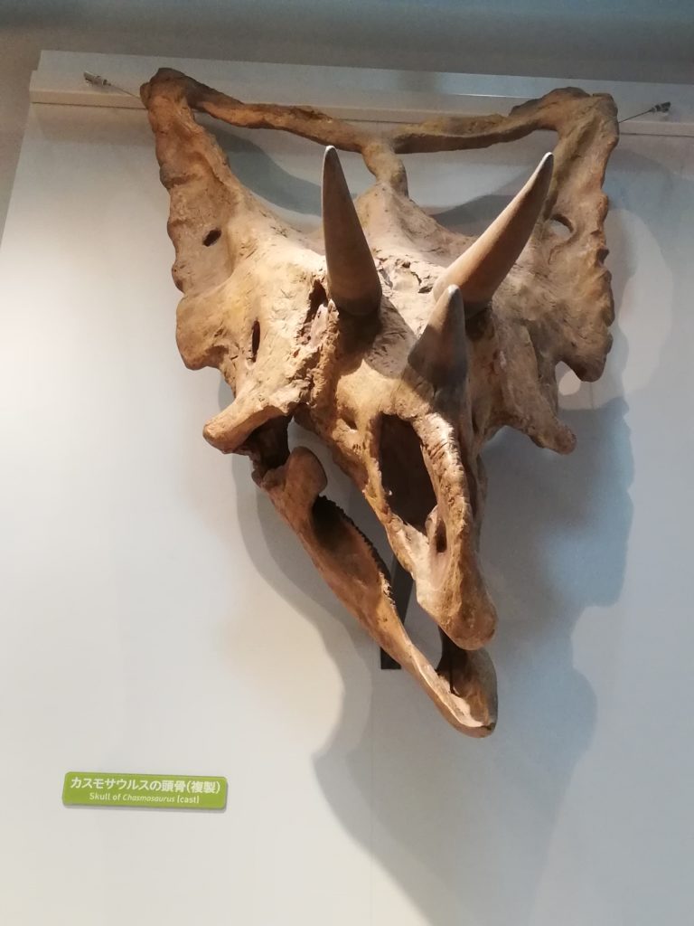 カスモサウルスの頭骨 
