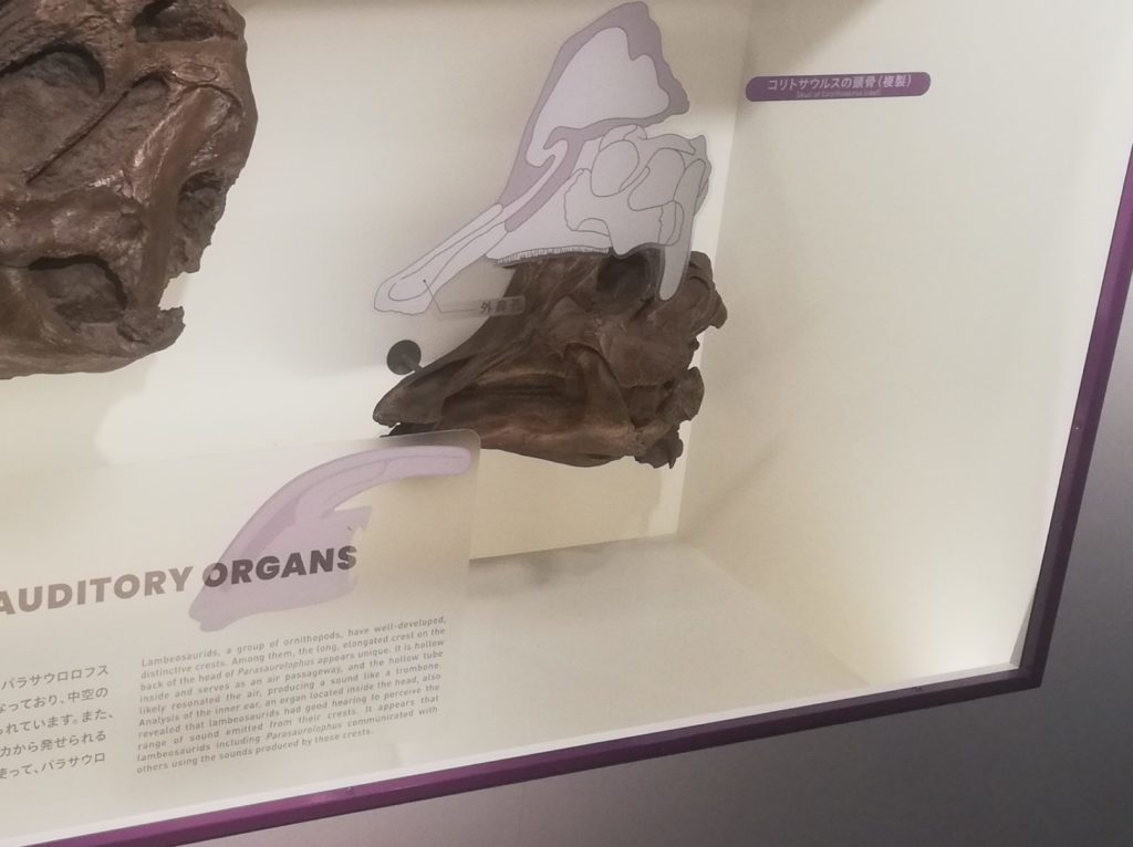コリトサウルスの頭骨