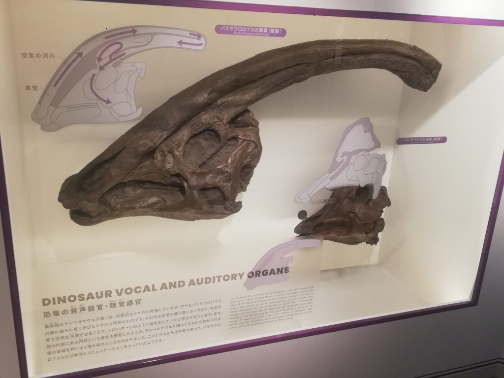 パラサウロロフスの頭骨