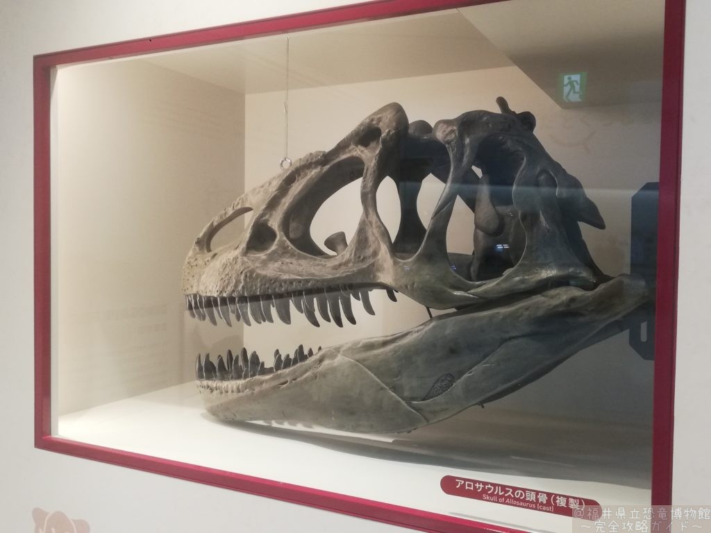 アロサウルスの頭骨