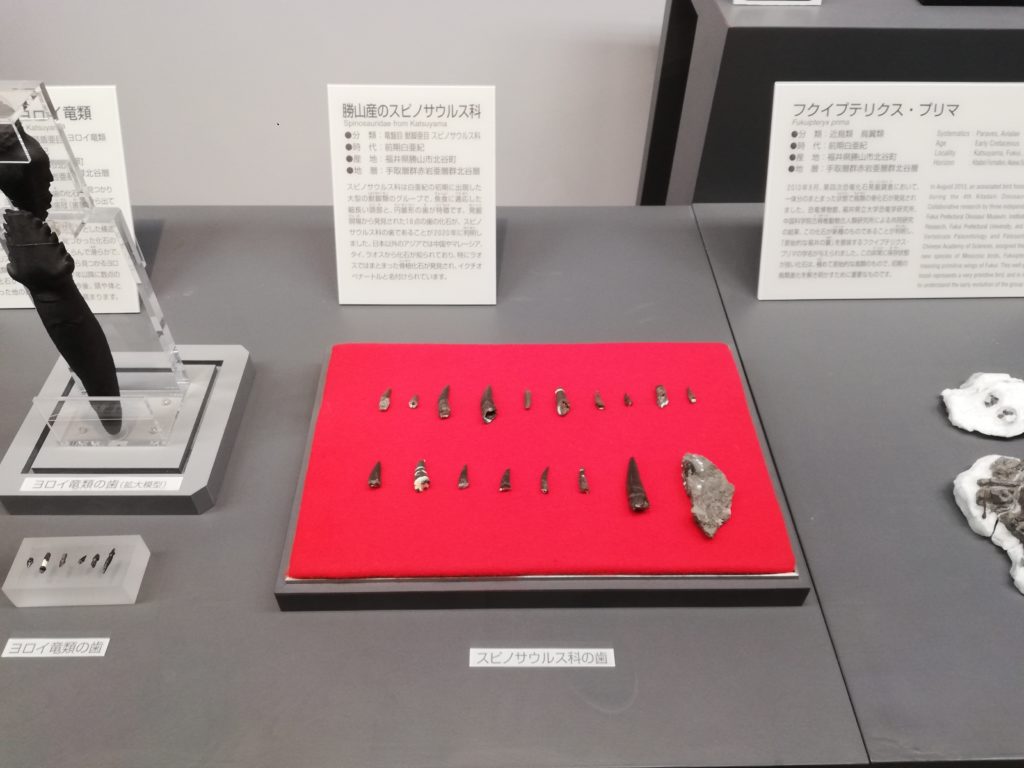 勝山産のスピノサウルス科 