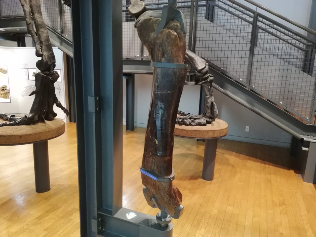 触れるティラノサウルスの大腿骨