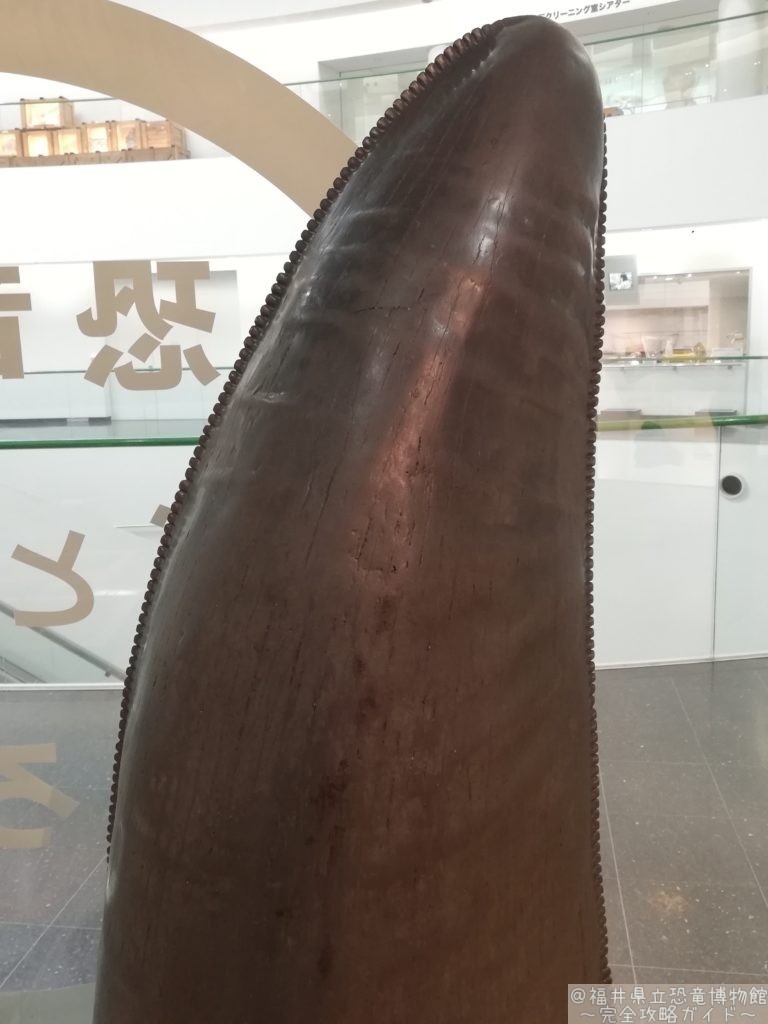 ティラノサウルスの歯模型