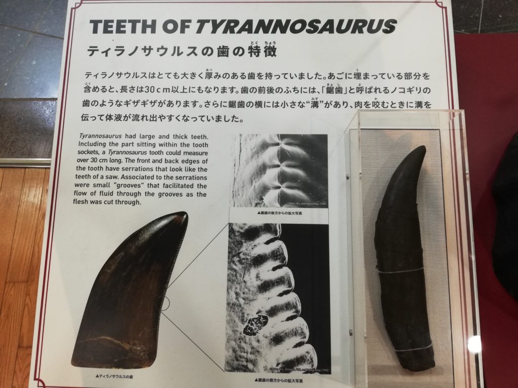 ティラノサウルスの歯の特徴