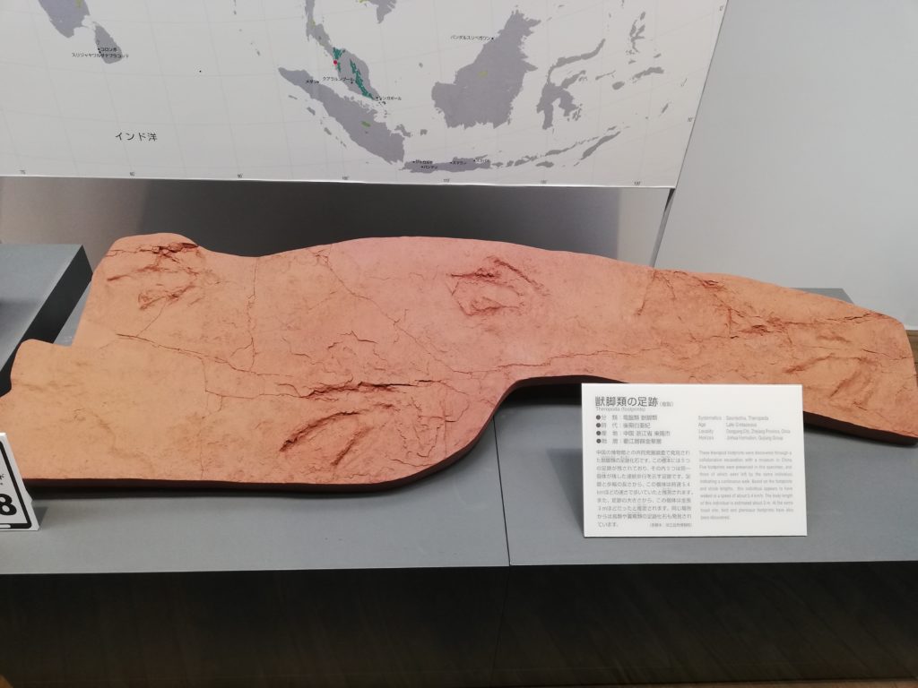 中国　獣脚類の足跡化石 