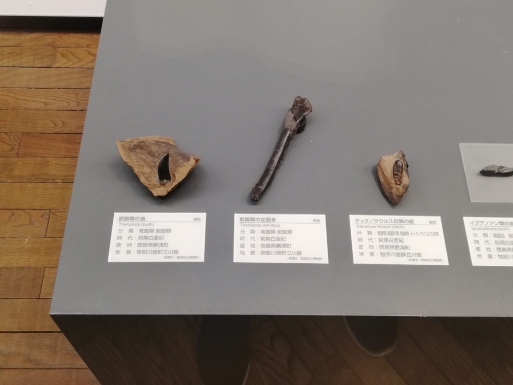 徳島県　竜脚類の歯/獣脚類の歯/獣脚類の脛骨（スネの骨） 